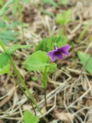 Viola kamtschadalorum