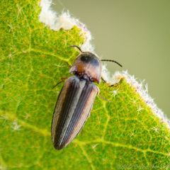 Agriotes quadrivittatus