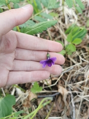 Viola kamtschadalorum