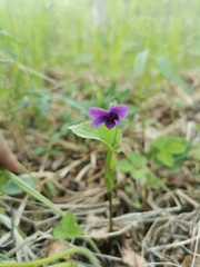 Viola kamtschadalorum
