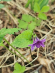 Viola kamtschadalorum