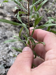 Heterotheca stenophylla