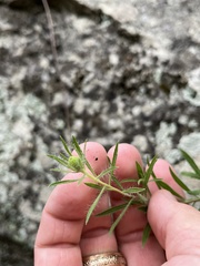 Heterotheca stenophylla