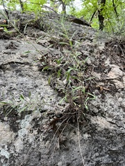 Heterotheca stenophylla