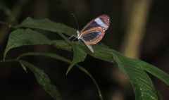 Dismorphia theucharila fortunata