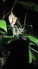Palicourea violacea