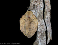 Travassosula subfumata