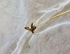 Poecilopompilus interruptus interruptus