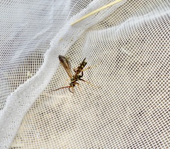 Poecilopompilus interruptus interruptus