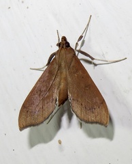 Anarmodia repandalis
