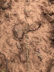 Melica fugax