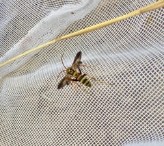 Poecilopompilus interruptus interruptus