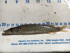 Esox americanus