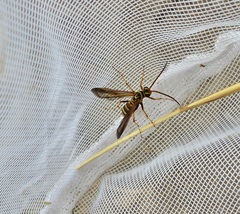 Poecilopompilus interruptus interruptus