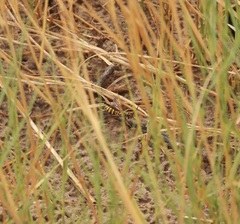 Poecilopompilus interruptus interruptus