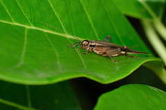 Itara minor