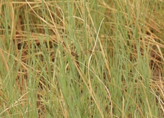 Poecilopompilus interruptus interruptus