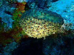 Polyandrocarpa polypora
