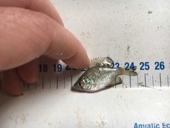 Centrarchus macropterus