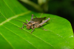 Itara minor