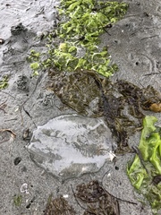 Phacellophora camtschatica