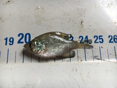 Centrarchus macropterus