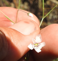 Hesperolinon spergulinum