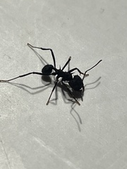 Acromyrmex lundii