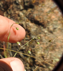 Hesperolinon spergulinum