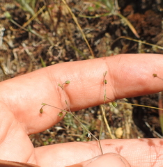 Hesperolinon spergulinum