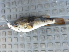 Marilyna pleurosticta