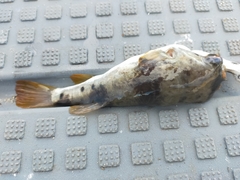 Marilyna pleurosticta