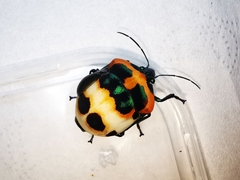 Poecilocoris latus