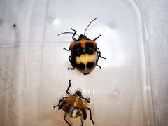 Poecilocoris latus