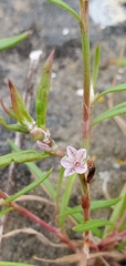 Polygonum spergulariiforme