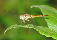 Sympetrum ambiguum