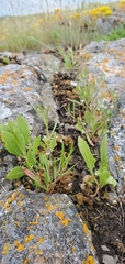 Polygonum spergulariiforme