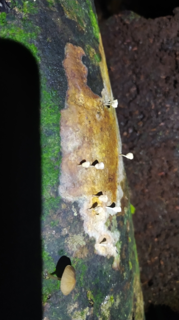 Gymnopus montagnei · June 2022 · photo: © guillaume_delaitre (iNaturalist, cc-by)