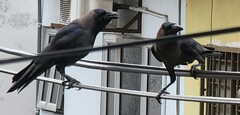 Corvus splendens