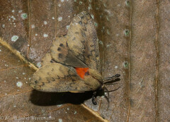 Travassosula subfumata