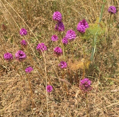 Anacamptis pyramidalis dunensis