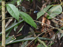 Hafferia zeledoni