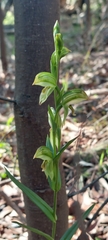 Pterostylis viriosa