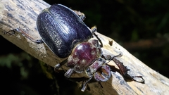 Sphaenognathus alticollis