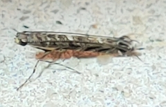 Neurobathra strigifinitella