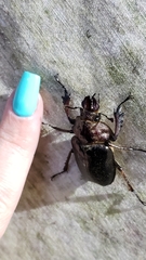 Sphaenognathus alticollis