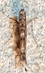Neurobathra strigifinitella