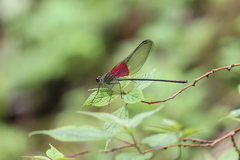 Archineura incarnata