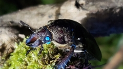 Sphaenognathus alticollis