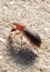 Notoxus murinipennis